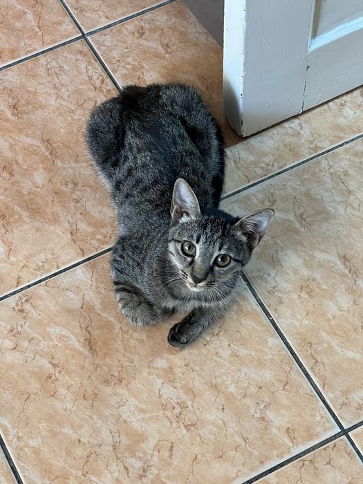 Котёнок ищет любящую семью