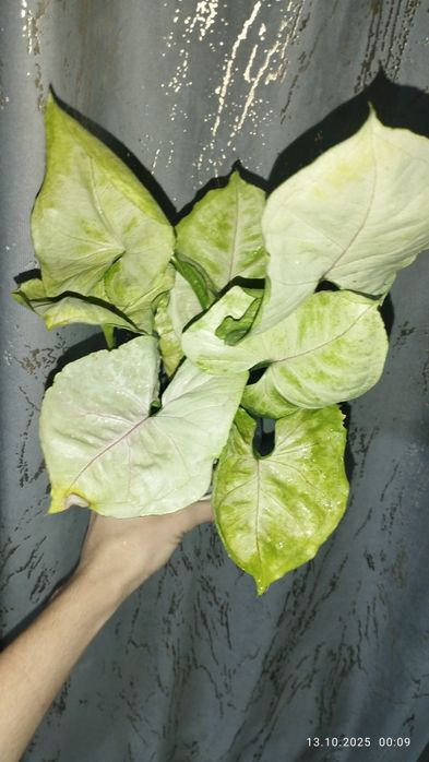 Продается Шикарный Сингониум сорт Альюжен