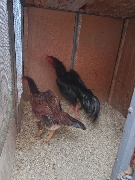 Даканг зодтор товук тухуми бор...