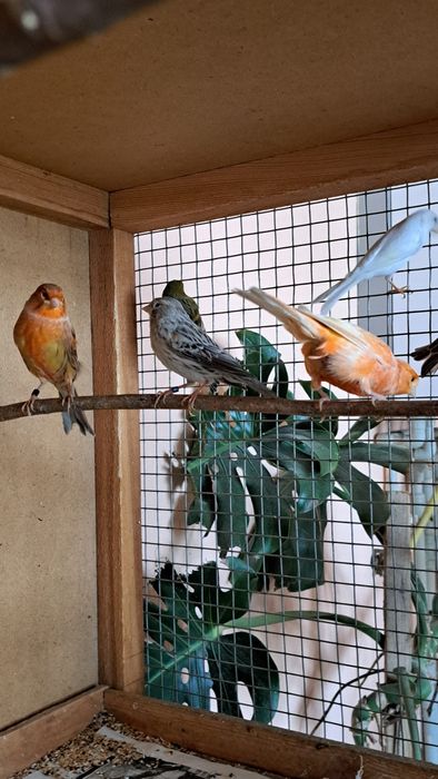 Канарейки. Готовые самки.