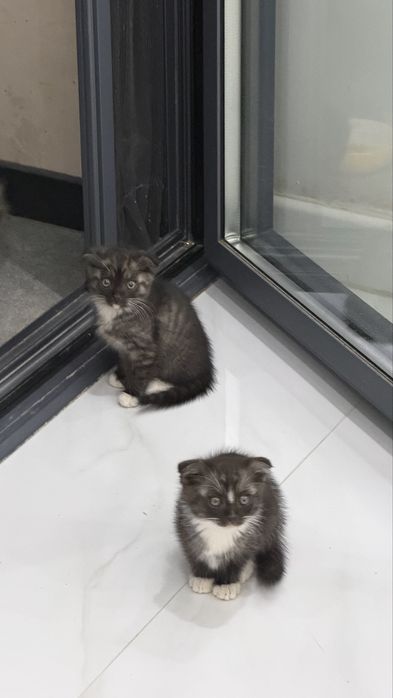 Красивые котята