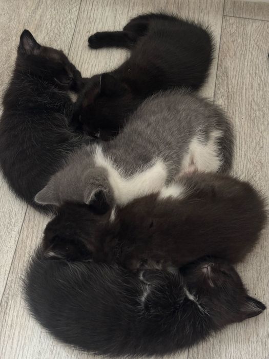 Отдам котят даром