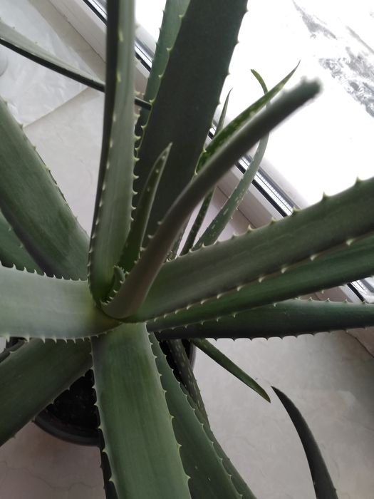 Продам алоэ Вера