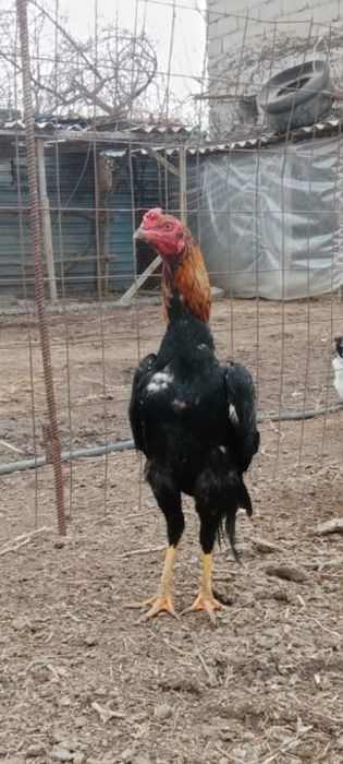 Дакан кораз сатылады