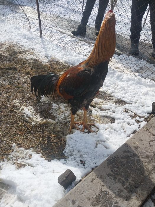 Продам петуха дакан