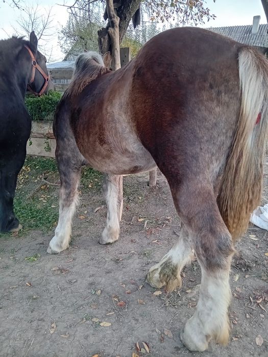 Mânză de vânzare de 1 an pe 26 !