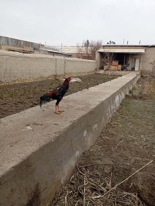 Майски Жужа ху́роз зоти шамо сотилади