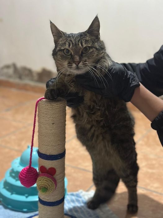 Добрая домашняя кошка, бесплатно!