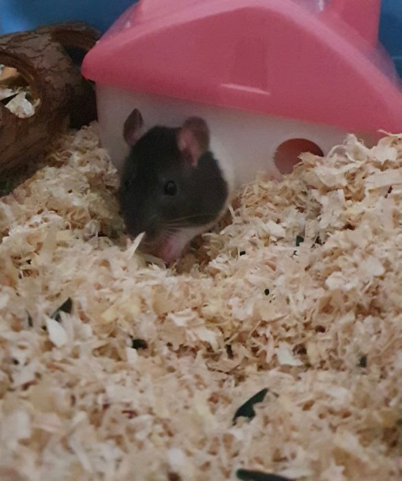 Cușcă cu șobolani de companie