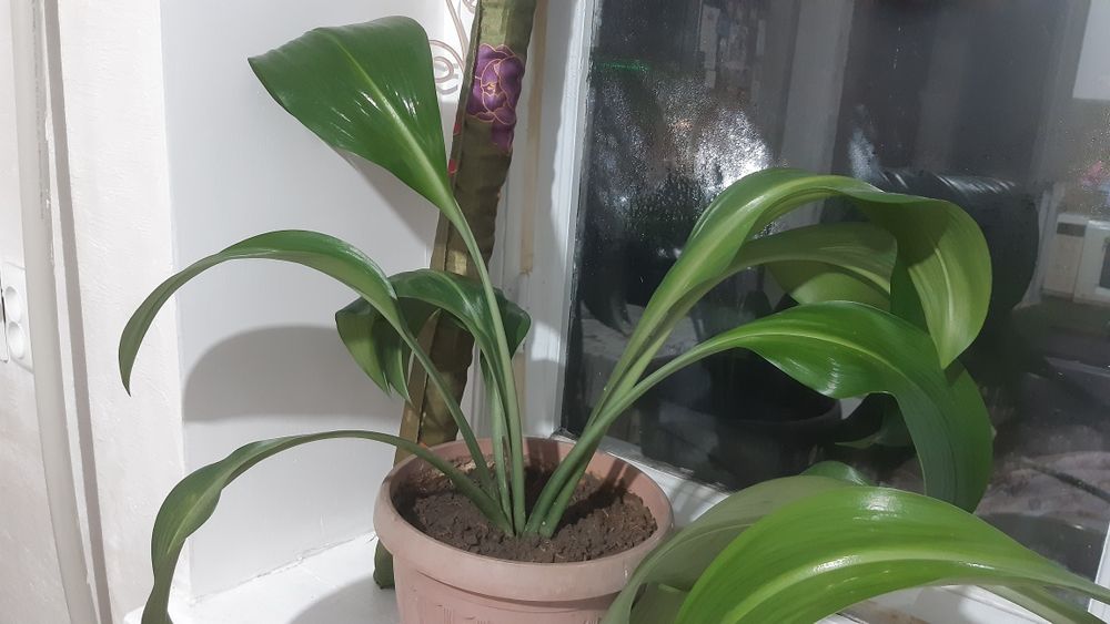 Комнатные цветы, Эухарис .