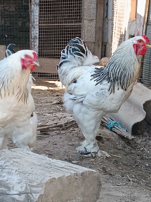 Брама хурозлар сотилади