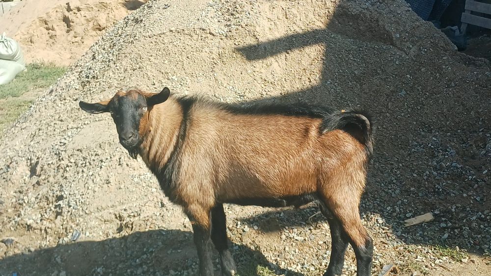 Көкпарға теке сатамын