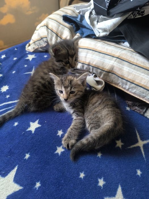 Котята. Бесплатно.
