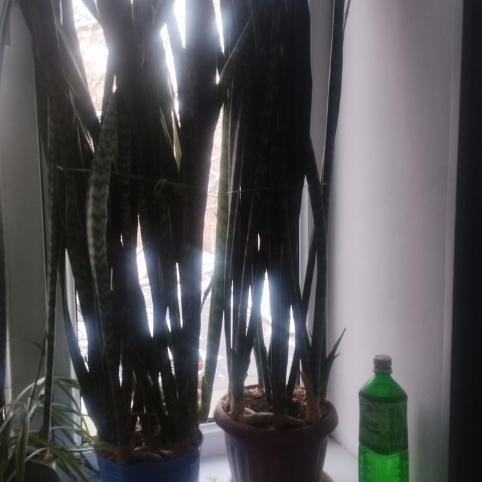 Сансевиерия продам