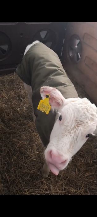 Продам телят Бычков