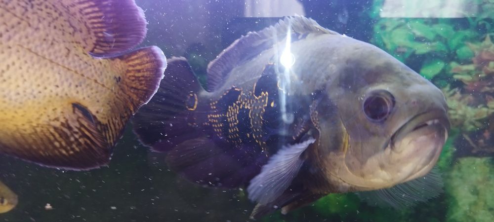 Астранотусы 1,5 годовалые