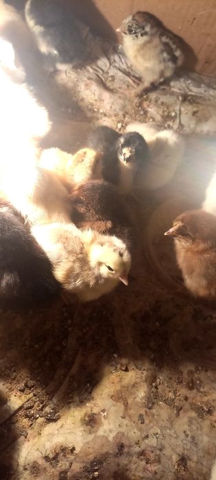 Продам цыплят домашних
