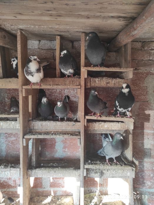 Продавам Пазарджишки гълъби