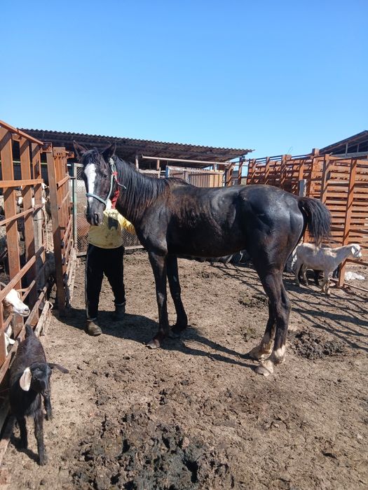 Айғыр сатылады 5 жасар