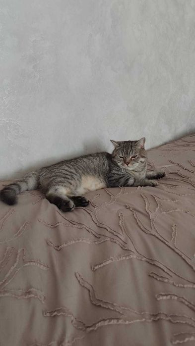 Отдам в хорошие руки