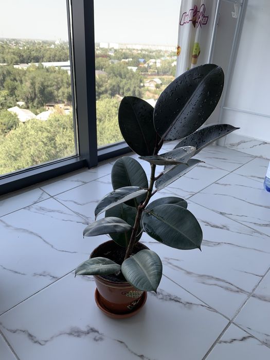 Продам комнатные растения