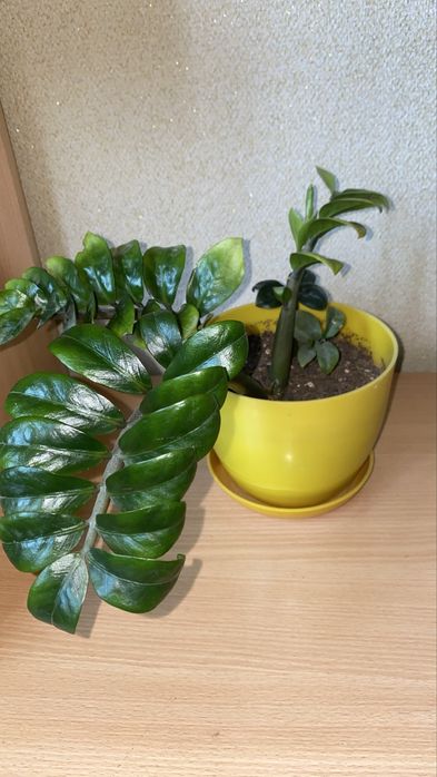 Продам замиокулькас зензи