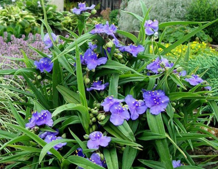 Продаю садовую рассаду