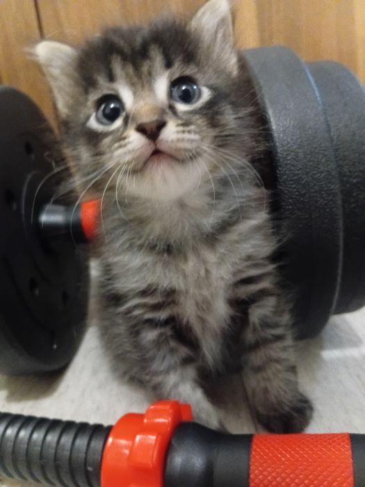 Отдам милых котят в добрые руки
