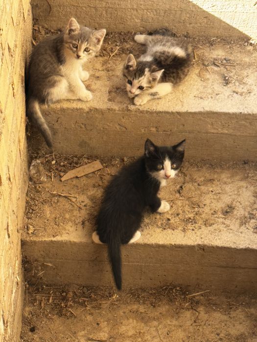 Отдам котят 2х месячных