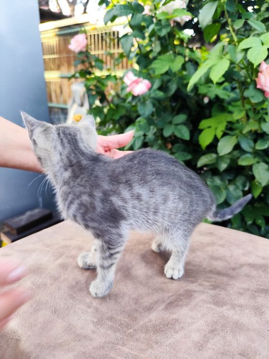 Ofer pui de pisică spre adopție GRATUIT