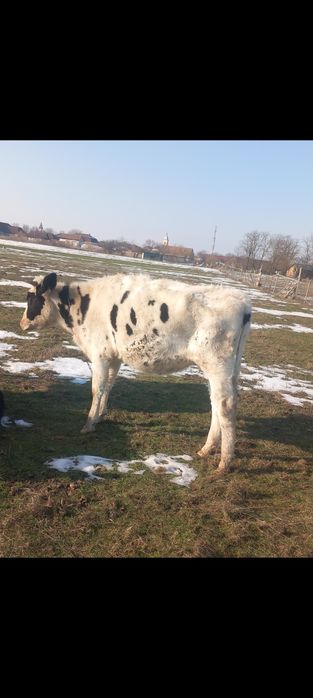 Vând juninca posibil gestanta
