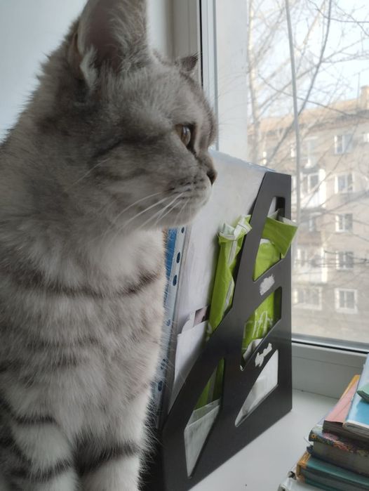 Отдам породистую кошку