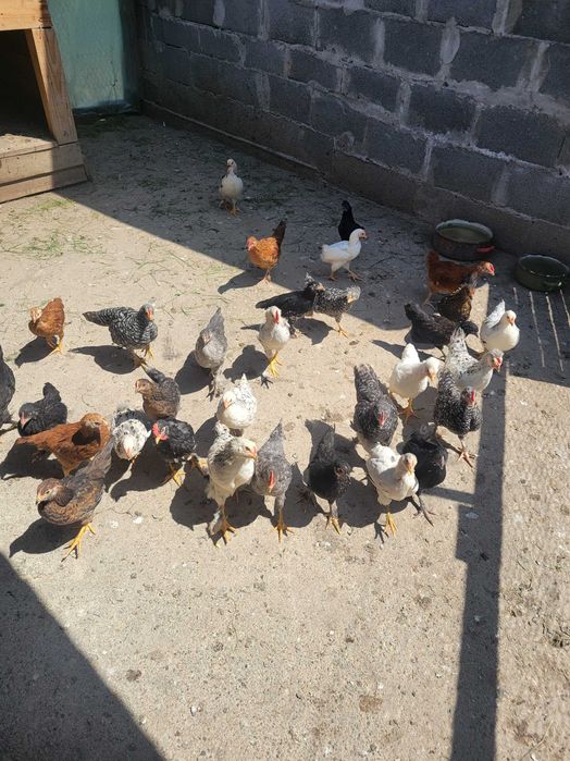 Vând pui de 6 saptamani