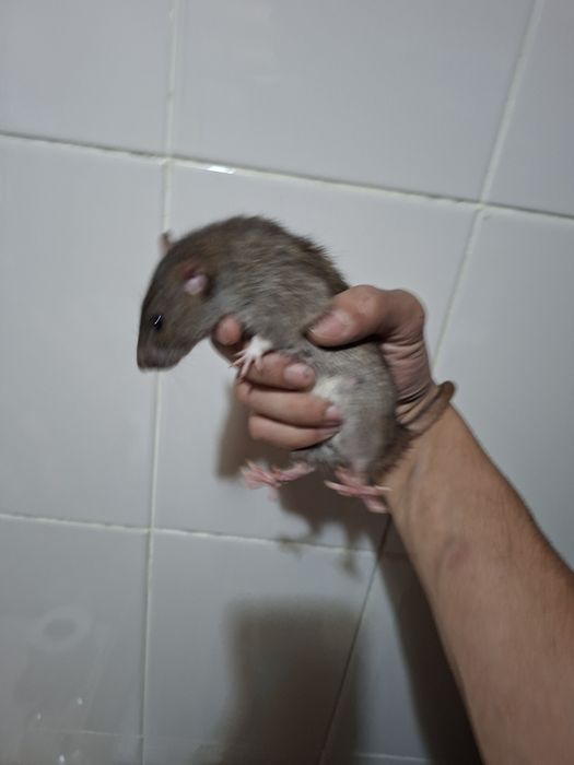 Крысы отдам в хорошие руки