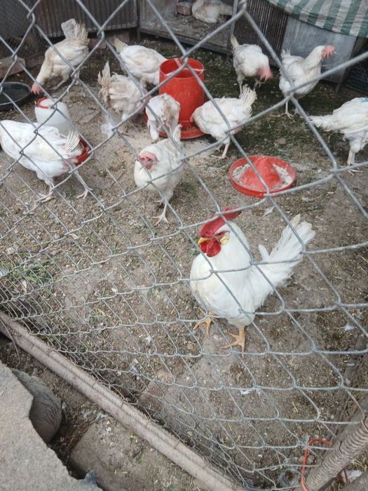 Oua pt incubat Leghorn alb și Issa Brawn