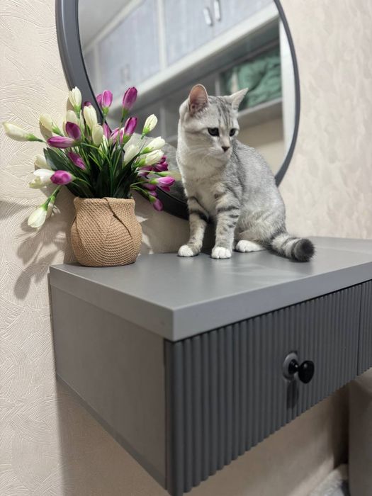 Skotish strayt sotiladi, Продаеться кот Скотиш страйт