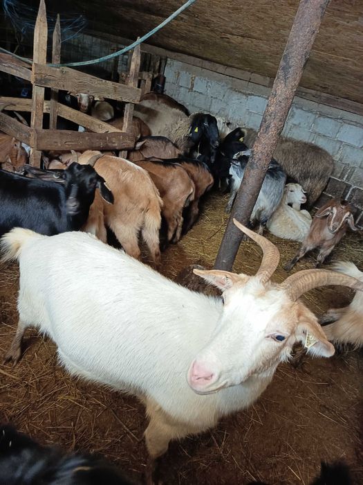 Capra stearpă pt pastrama