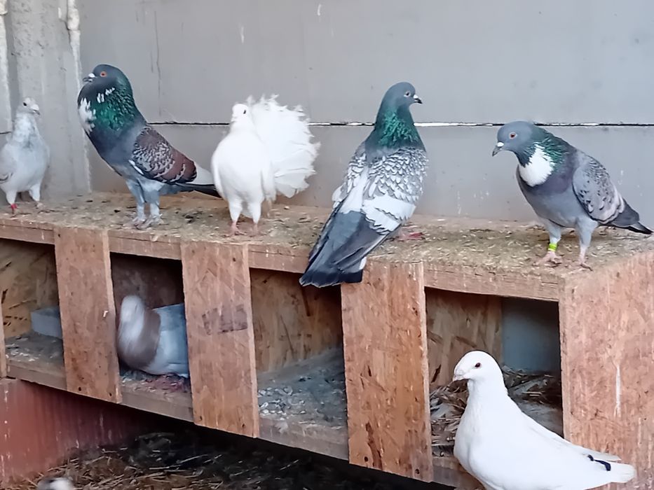 Porumbei de vânzare