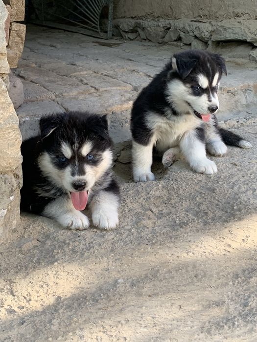 Sibirski xaski bolalari