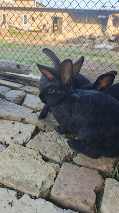 Flandir zotdor quyonlar