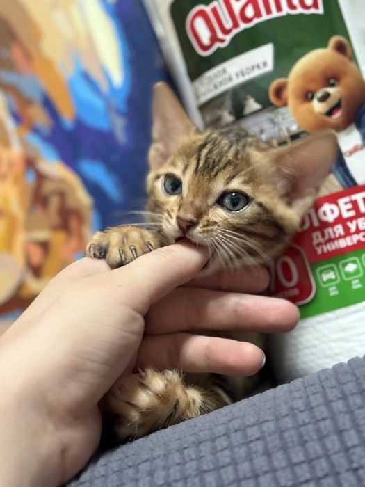 Продам бенгал котенка