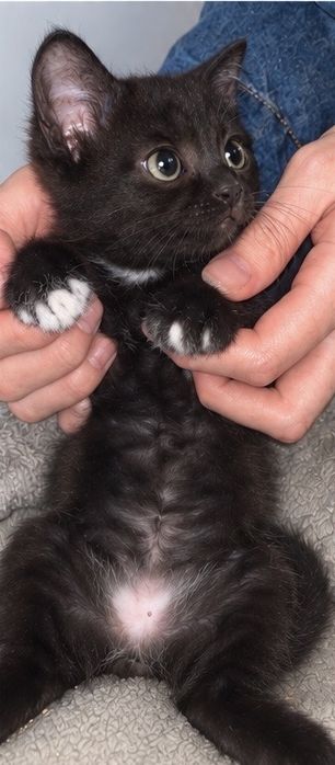 Отдам котенка бесплатно