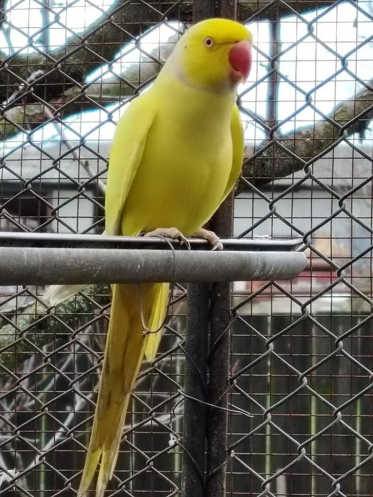 Papagalii diferite specii