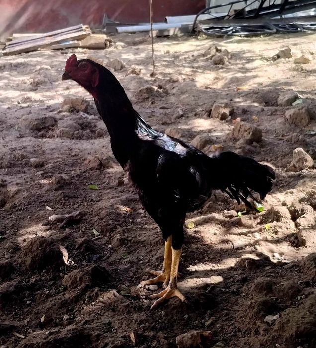 Dakan xoʻroz qora sotiladi