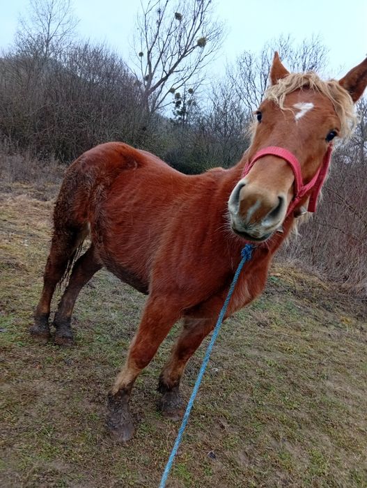De vzare Mânzâ de onani múlté detali telefoni