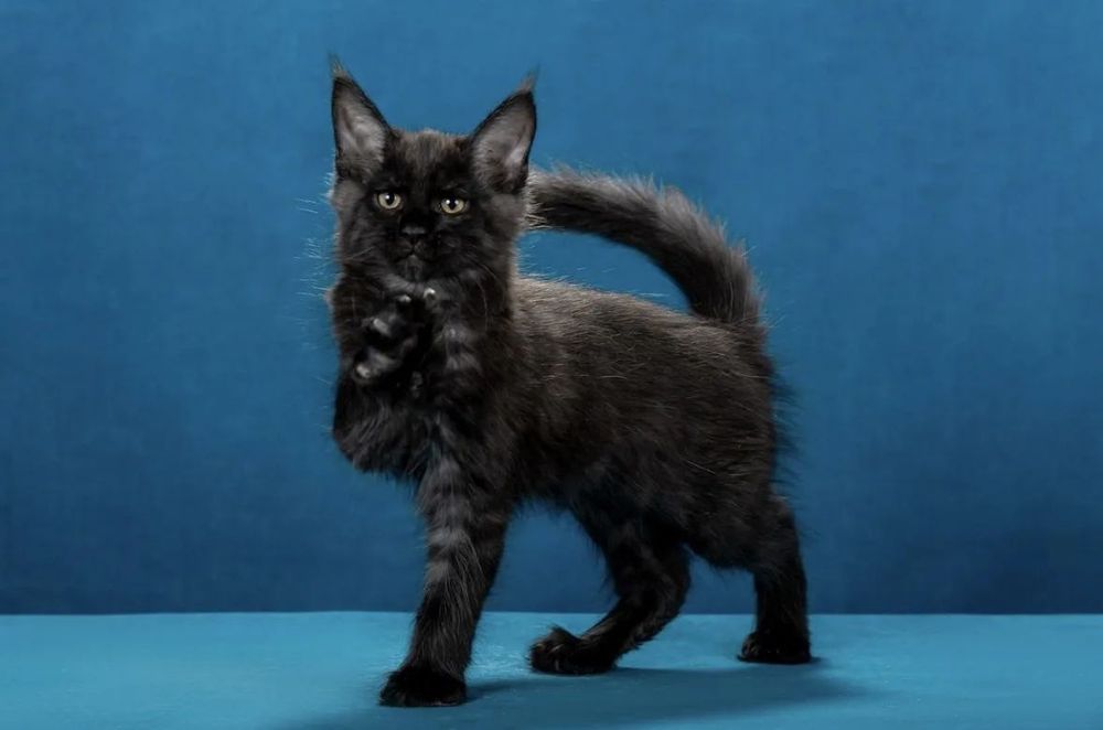котята майнкун питомник Arktikus Pubus