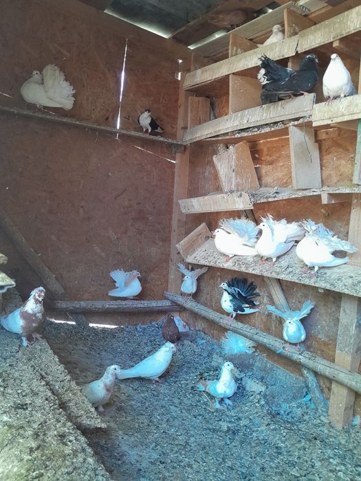 Vând porumbei înfoiati și jucători de botosani