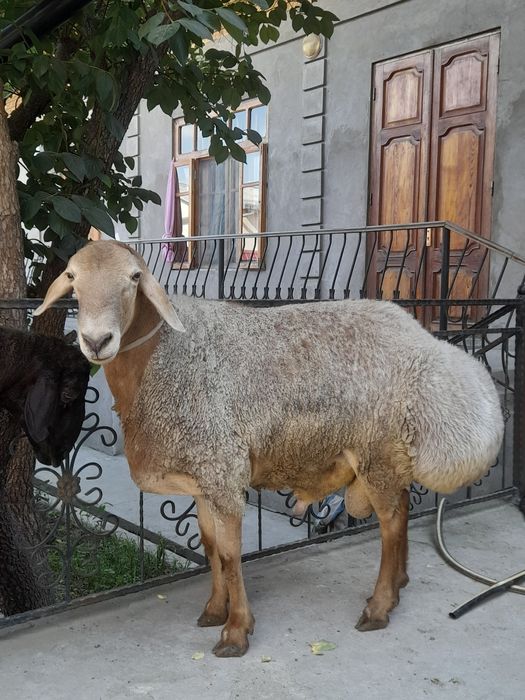 Qurbonlikka Katta Qòchqorlar bor!