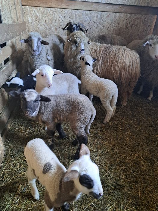 De vânzare oi cu miei