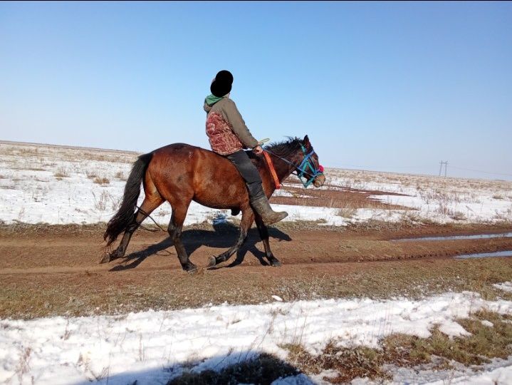 Айғыр құнан жеребец